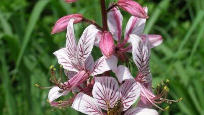Dictamnus albus