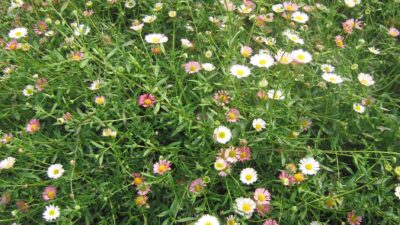 Erigeron karvinskianus