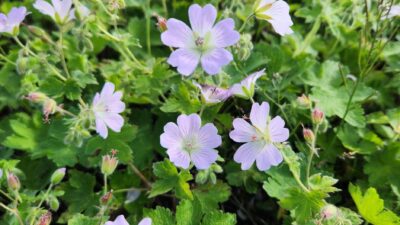 Geranium gracile 'Chantilly'
