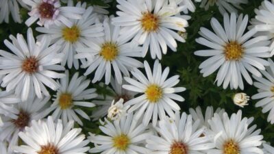 Aster dumosus 'Niobe'