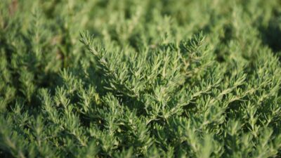 Thymus cherlerioides 'Duftkissen' ®