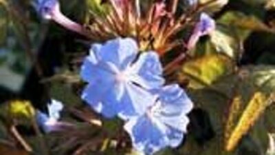 Ceratostigma willmottianum 'Forest Blue'