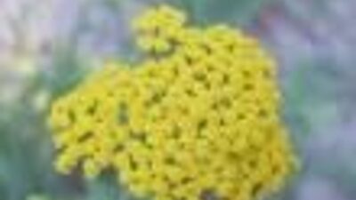 Achillea millef. 'Hella Glashoff'