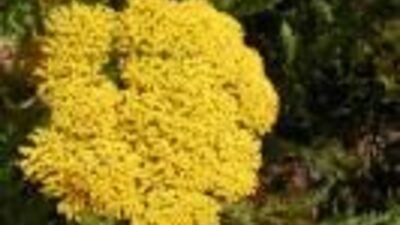 Achillea filipendulina 'Cloth of Gold'