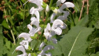 Salvia pratensis 'Swan Lake'
