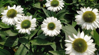 Echinacea purpurea 'Pow Wow White'