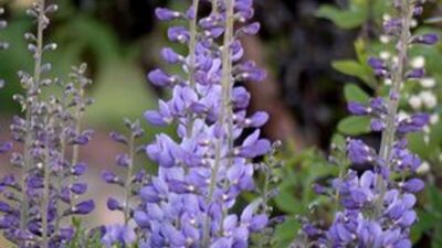 Baptisia australis var. minor