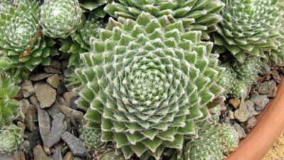 Sempervivum arachnoideum 'Koko Flanel'