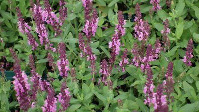 Salvia nemorosa 'Eos'