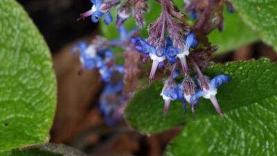 Trachystemon orientalis