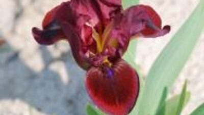 Iris x barbata-nana 'Snugglebug'