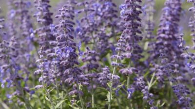 Perovskia atriplicif. 'Lacey Blue' ®