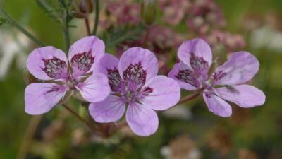Erodium x cult. 'Almodovar'