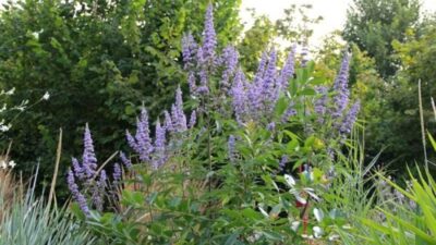 Vitex agnus-castus 'Pink Pinnacle' ®