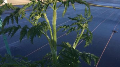 Anthriscus sylvestris