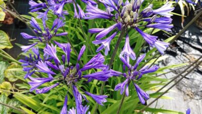 Agapanthus africanus 'African Queen'