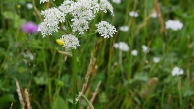 Heracleum sphondylium