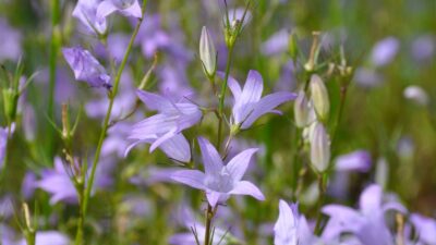 Campanula rapunculus