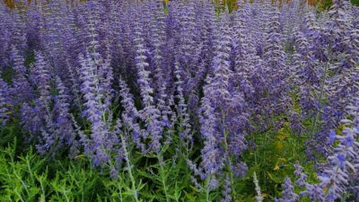 Perovskia atriplicif. 'Blue Jean Baby' ®