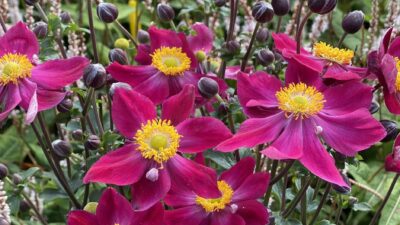 Anemone Fantasy 'Ariel' ®