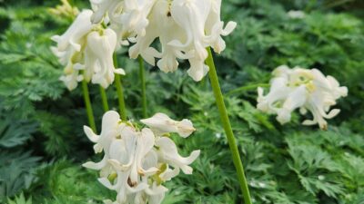 Dicentra formosa 'White Diamonds' ®