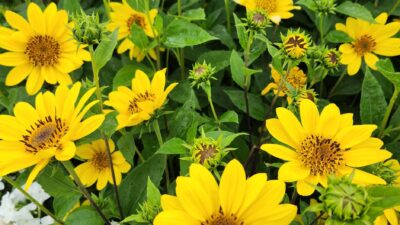 Helianthus decapetalus 'Suncatcher Pure Gold'