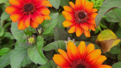 Heliopsis scabra 'Luna Roja' ®