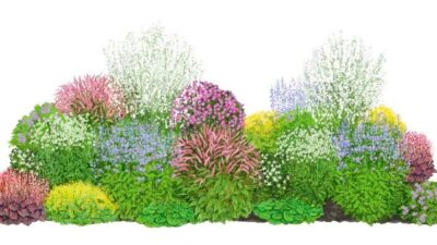 Kraut und Rüben Cottagegarten Halbschatten