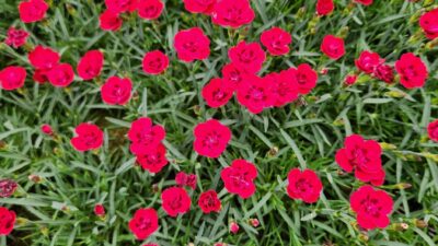 Dianthus gratianop. 'Merci Fleuri' ®