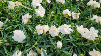 Dianthus x cult. 'Noblesse' ®