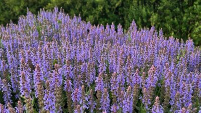 Salvia nemorosa 'Heaven in Blue' ®