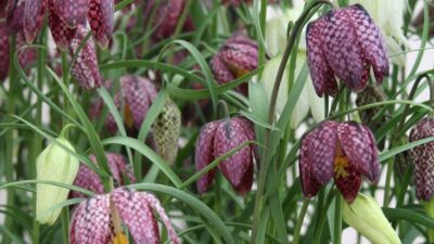 Zwiebelpaket K&R Cottagegarten Halbschatten