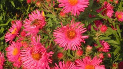 Kids Entdecker Paket