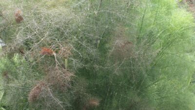 Foeniculum vulgare 'Atropurpureum'