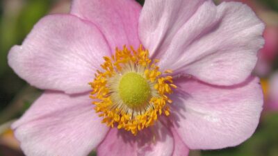 Anemone japonica 'Rosenschale'