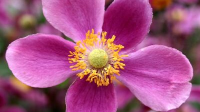 Anemone hupehensis 'Splendens'