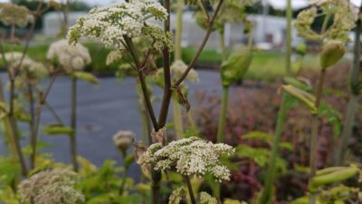Angelica sylvestris