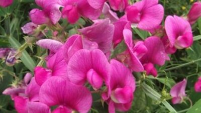 Lathyrus latifolius