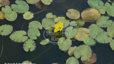 Nymphoides peltata