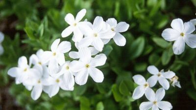 Phlox stolonifera 'Ariane'