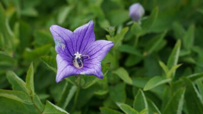 Platycodon grandiflorus 'Mariesii'