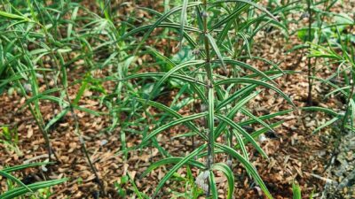 Polygonatum verticillatum