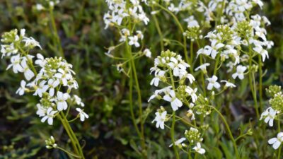 Arabis procurrens 'Neuschnee'
