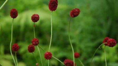 Sanguisorba officinalis