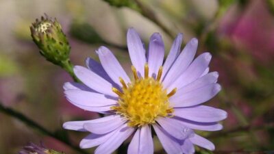 Aster laevis