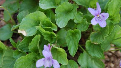 Viola odorata