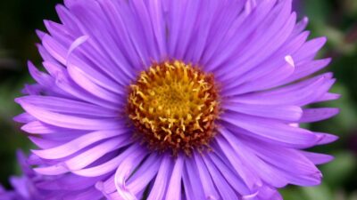 Aster novae-angliae 'Barr's Blue'