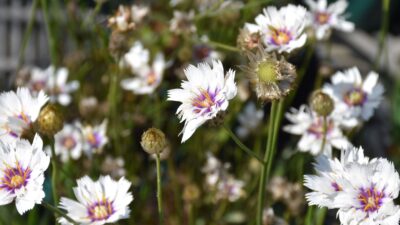 Catananche caerulea 'Alba'