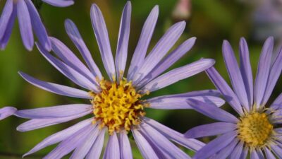 Aster macrophyllus 'Twilight'