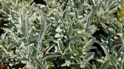 Veronica spicata ssp.incana 'Silbersee'